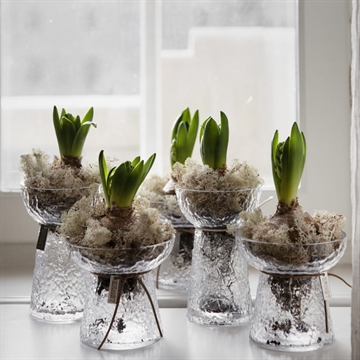 Smukke hyacintvaser i glas